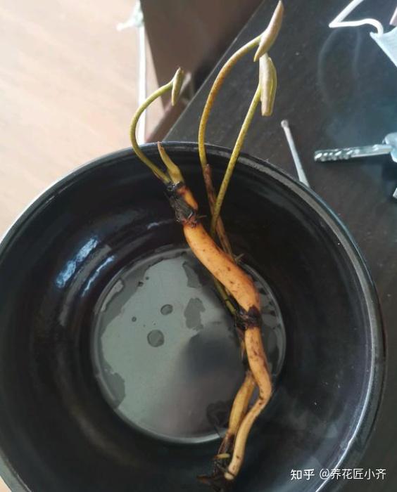 致富经种藕带_致富经高产藕种植视频_种藕带利润怎么样