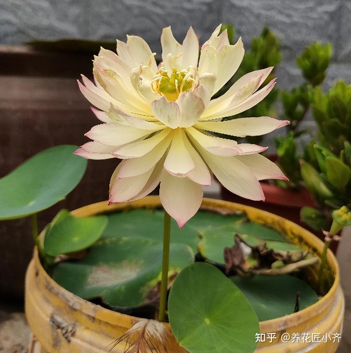 致富经高产藕种植视频_致富经种藕带_种藕带利润怎么样