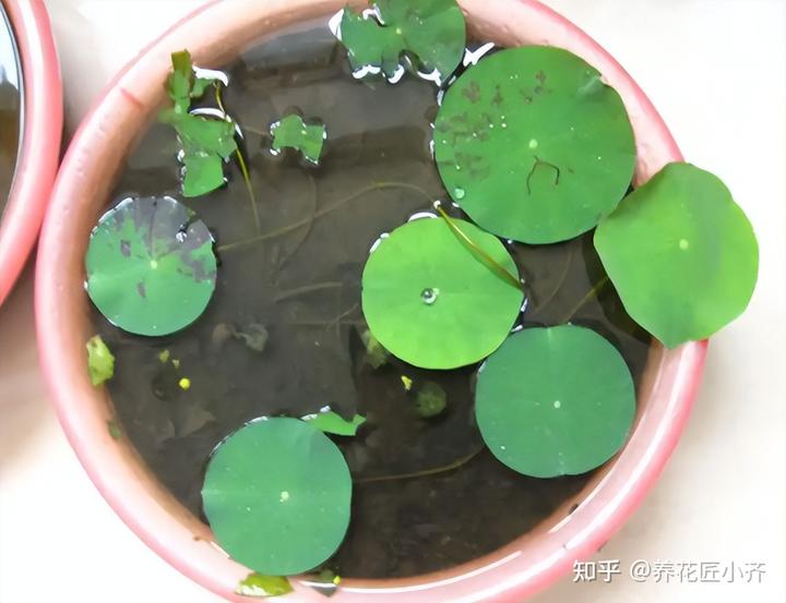 致富经高产藕种植视频_致富经种藕带_种藕带利润怎么样