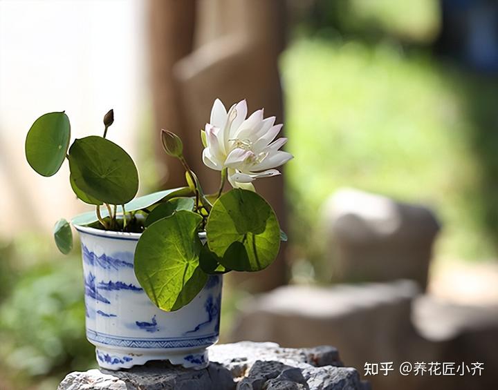 致富经高产藕种植视频_致富经种藕带_种藕带利润怎么样