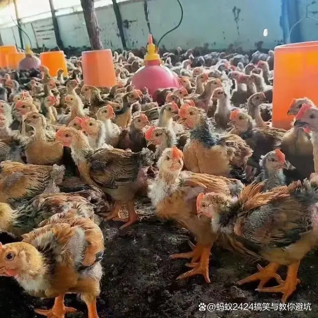 鱼塘上建养鸡场致富经_鱼塘和养鸡场在什么方向_鱼塘养鸡场搭建