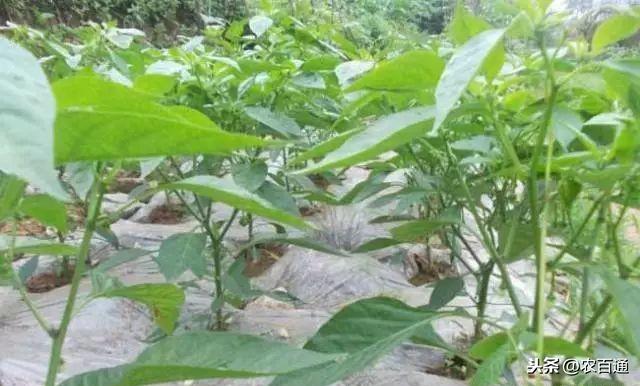 辣椒种植管理技术和方法_种植辣椒的管理技术_辣椒种植管理技术要点有哪些