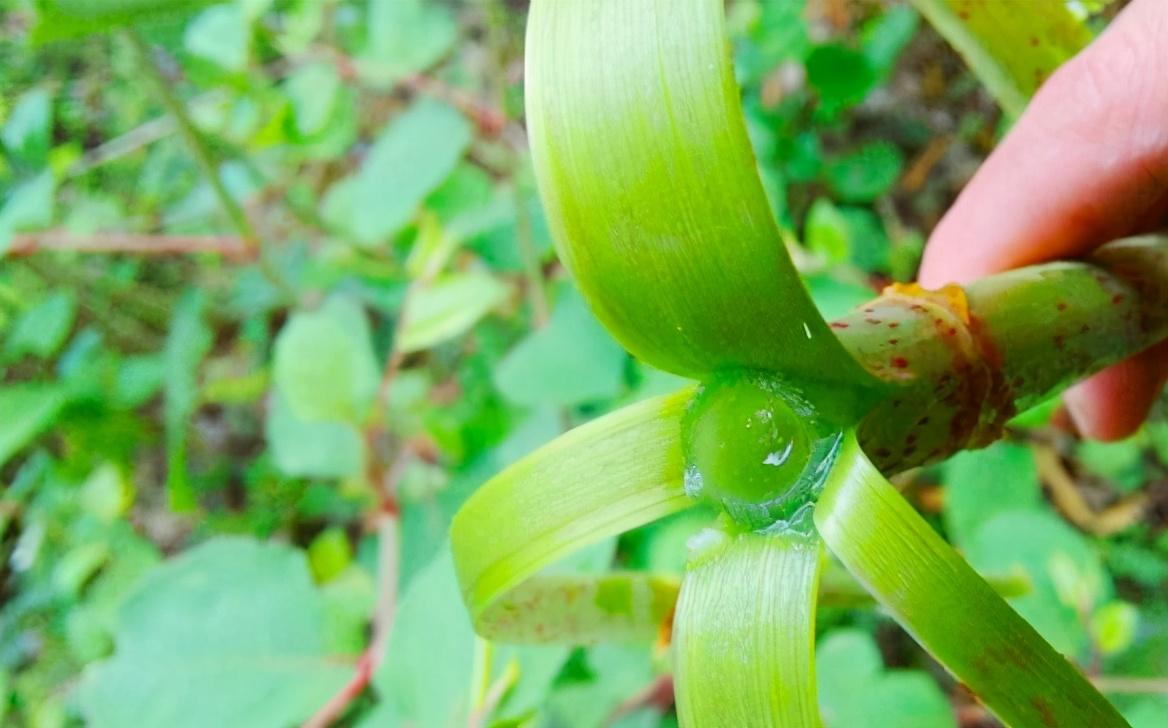 繁殖能力极强，入侵多国臭名昭著，我国却大量种植，亩产超万元