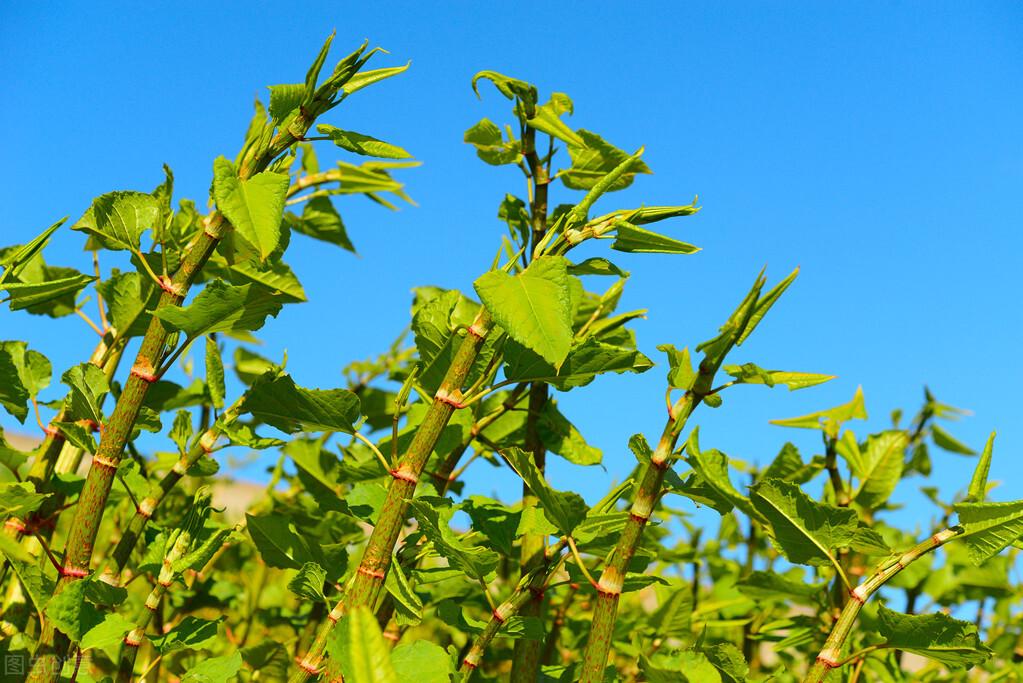 海洋种植技术_海洋种植致富项目_海上种植业