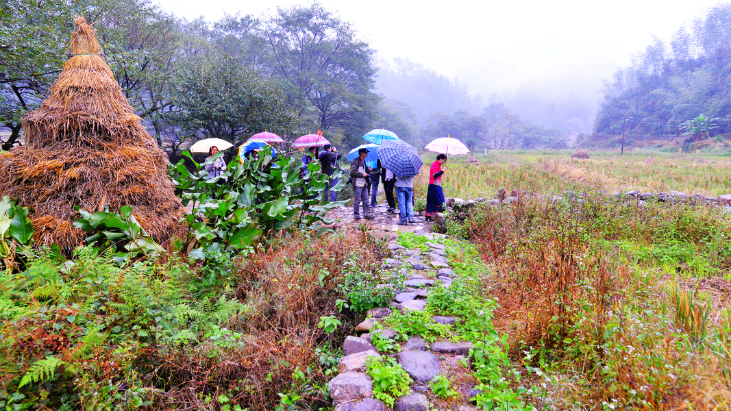 浙江衢州产茶叶吗_衢州的茶叶品种_衢州种植致富茶
