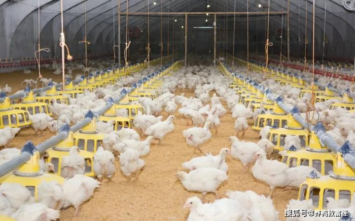 农业节目致富经养殖鸡视频_致富经2019年全集养鸡视频_致富经养肉鸡视频全集
