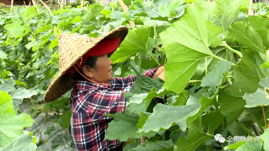 致富冬瓜种植黑皮菜视频_种植黑皮冬瓜致富_黑皮冬瓜露地种植亩产