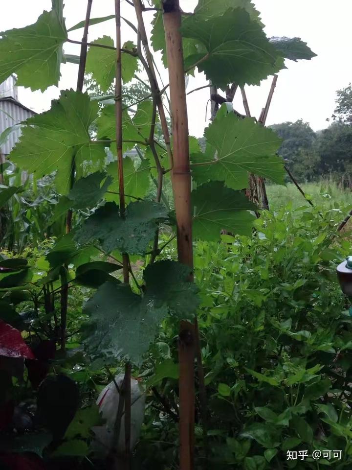 海南致富的种植业_致富经种植海南_海南种植业前景
