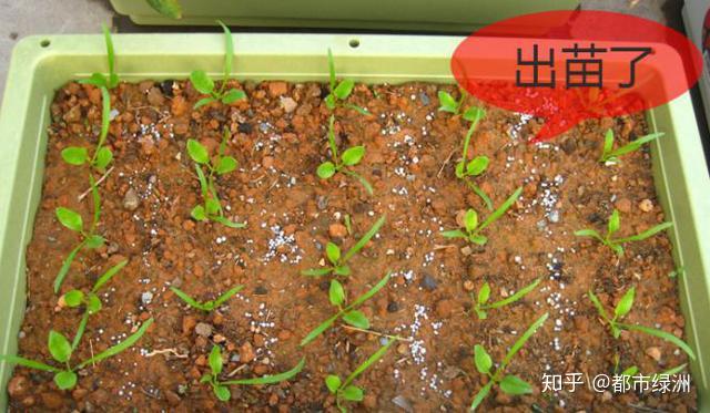 胡萝卜的种植步骤简笔画_胡罗卜的种植技木_胡萝卜种植技术图解