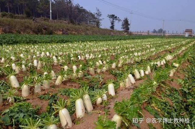 胡萝卜种植图片大全_胡萝卜种植技术图解_胡萝卜的种植步骤图解