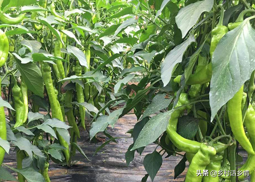 露天豇豆一年可以种几次_夏季豇豆露天种植技术_露天夏季种植豇豆技术要点
