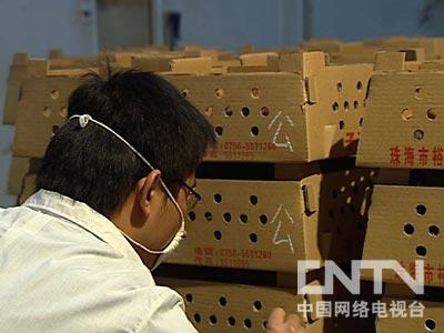 农业节目致富经养殖鸡视频_致富经养鸡视频大全_致富经养肉鸡视频全集