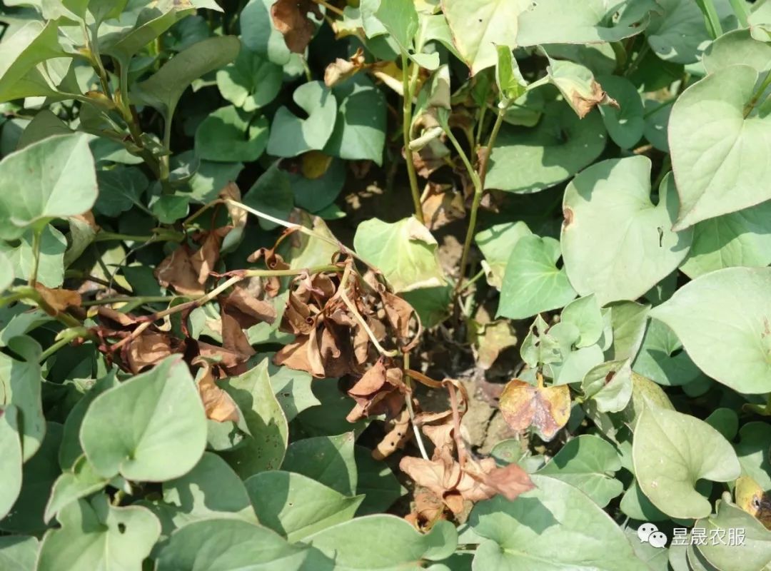 折耳根怎么种植技术_如何种植拆耳根_种植折耳根视频
