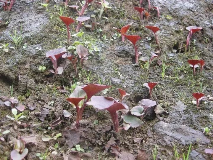 折耳根怎么种植技术_种植折耳根要多少成本_如何种植拆耳根