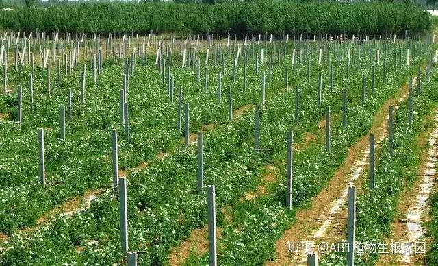 ABT艾比蒂技术站丨树莓的栽培管理技术