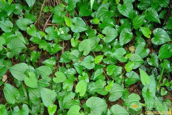 折耳根怎么种植技术_种植折耳根要多少成本_如何种植拆耳根