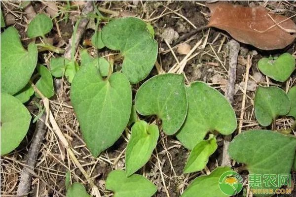 折耳根怎么种植技术_种植折耳根要多少成本_如何种植拆耳根