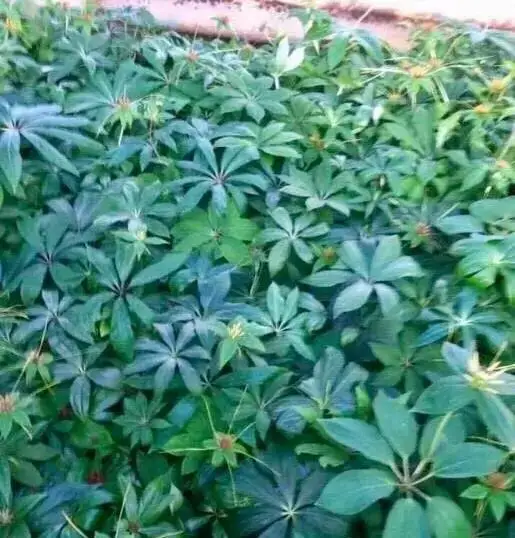 荒山种植致富竹_竹子致富_致富竹种植荒山好不好