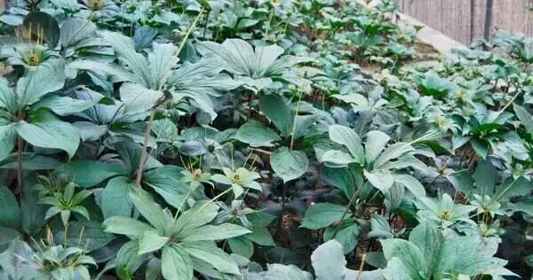 竹子致富_荒山种植致富竹_致富竹种植荒山好不好
