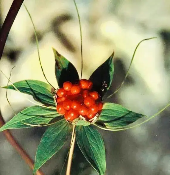 致富竹种植荒山好不好_竹子致富_荒山种植致富竹