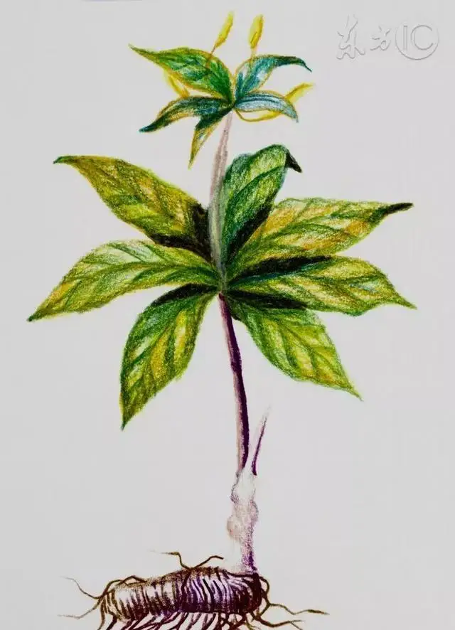 荒山种植致富竹_竹子致富_致富竹种植荒山好不好