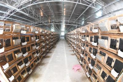 蛇笼养殖技术_养蛇养殖_蛇养殖技术视频