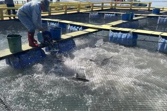 养殖致富淡水网箱图片_致富淡水养殖网箱养殖_淡水网箱养虾技术