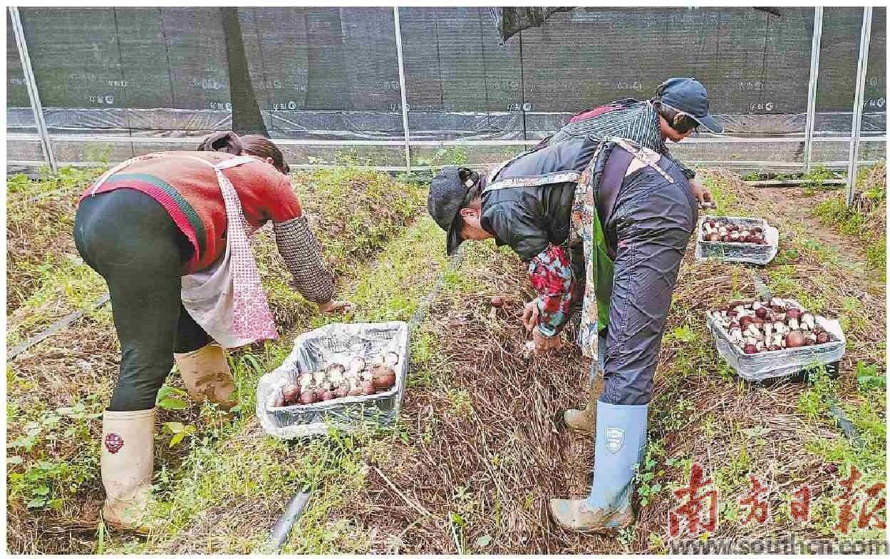 农业种植致富趋势_致富种植农业趋势图片_致富种植农业趋势图