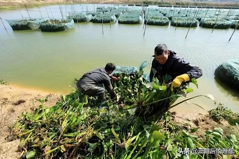 淡水网箱养虾技术_致富淡水养殖网箱养殖_养殖致富淡水网箱图片
