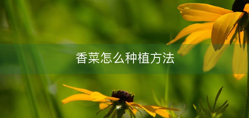 香菜怎么种植方法