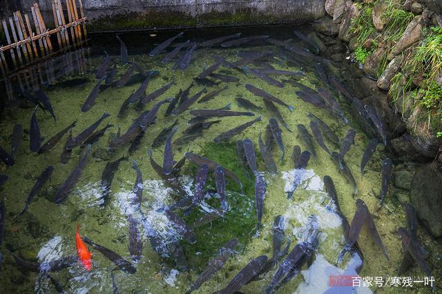 浙江27户人家的小山村，传承600年古法养鱼