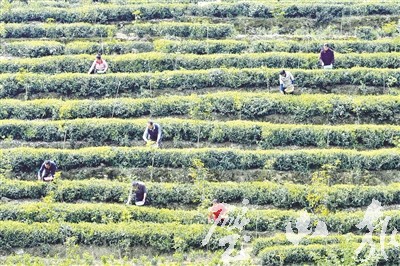 重庆市璧山区人民政府