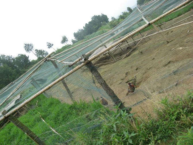 致富经福建养鸡_福建养鸡场_致富经福建人养猪