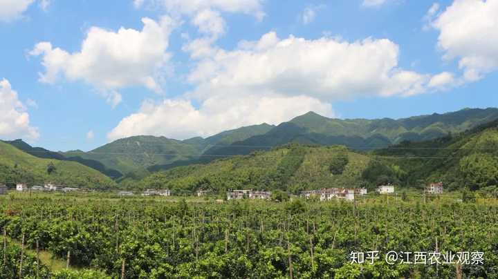 橙子种植技术_橙子种植需要什么条件_种橙子的致富经