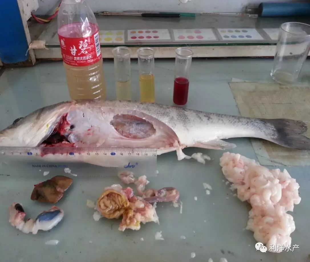 海鲈鱼养殖技术视频_海鲈养殖_海鲈养殖技术