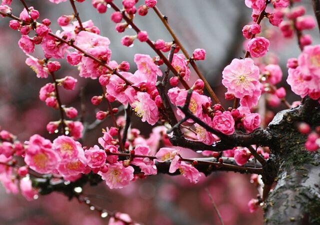 三角梅花养殖技术_三角梅花的养殖方法视频教程_三角梅花养殖技术视频