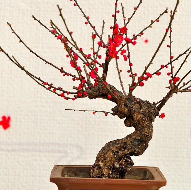 三角梅花养殖技术_三角梅花养殖技术视频_三角梅花的养殖方法视频教程
