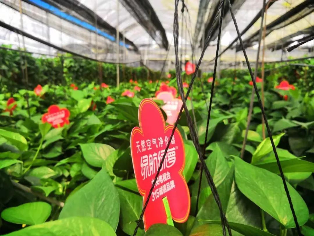 致富绿萝种植_致富种植绿萝图片_致富种植绿萝视频
