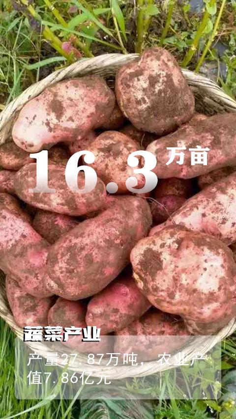 农村致富 种植_农村致富项目种植业_农村致富新项目种植