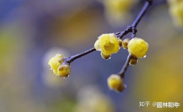 三角梅花养殖技术_三角梅花养殖技术和管理_三角梅花的养殖方法视频教程
