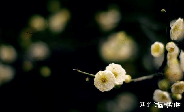 三角梅花的养殖方法视频教程_三角梅花养殖技术_三角梅花养殖技术和管理