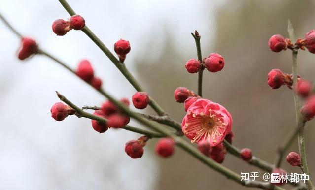 三角梅花养殖技术_三角梅花养殖技术和管理_三角梅花的养殖方法视频教程