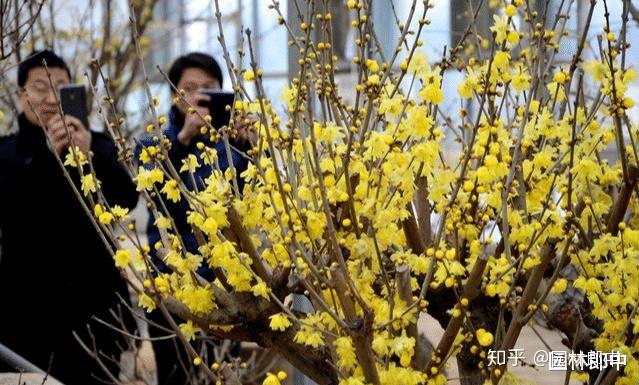 三角梅花养殖技术和管理_三角梅花养殖技术_三角梅花的养殖方法视频教程