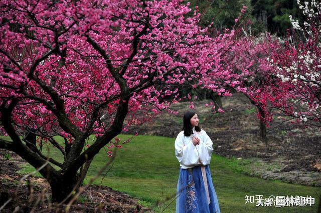 三角梅花养殖技术和管理_三角梅花的养殖方法视频教程_三角梅花养殖技术