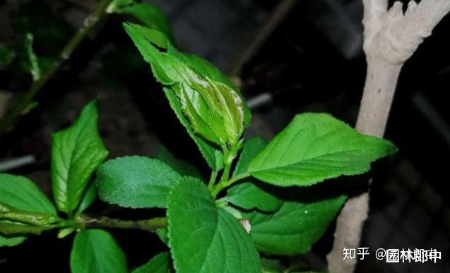 三角梅花的养殖方法视频教程_三角梅花养殖技术_三角梅花养殖技术和管理