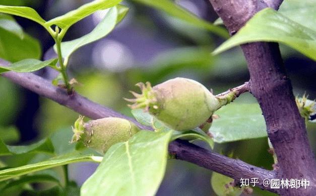 三角梅花养殖技术和管理_三角梅花的养殖方法视频教程_三角梅花养殖技术