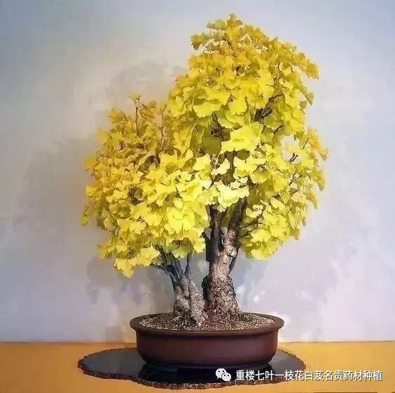 种植绿萝赚钱吗_致富种植绿萝图片_致富绿萝种植