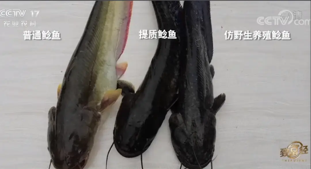 养殖娃娃鱼_致富养殖娃娃鱼赚钱吗_致富经娃娃鱼养殖