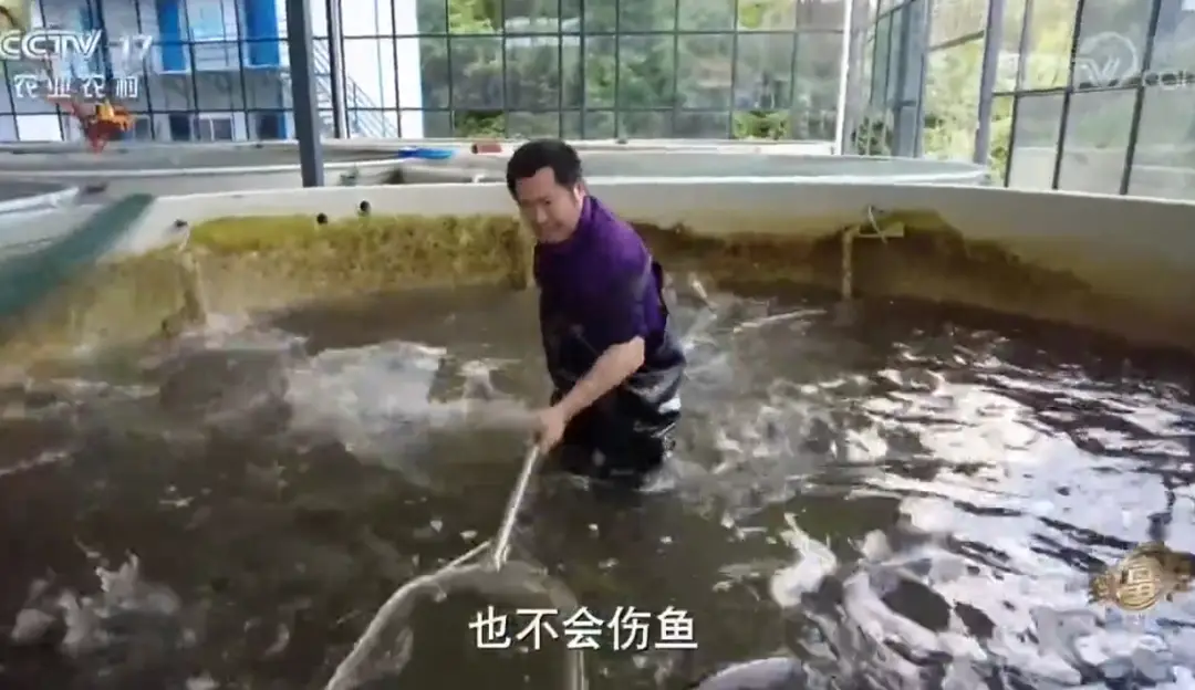 致富养殖娃娃鱼赚钱吗_养殖娃娃鱼_致富经娃娃鱼养殖
