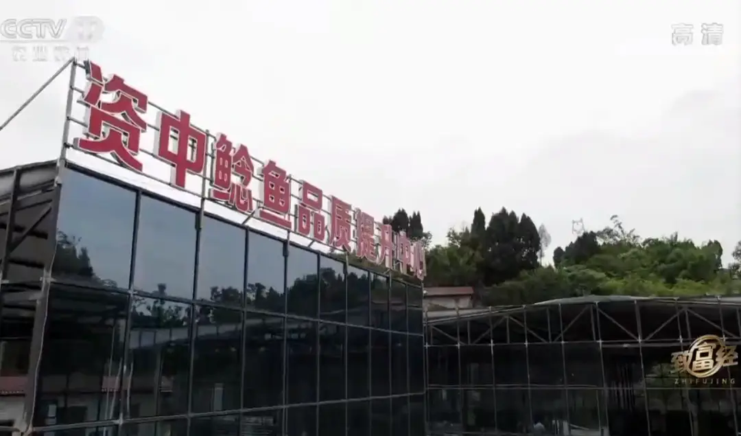养殖娃娃鱼_致富经娃娃鱼养殖_致富养殖娃娃鱼赚钱吗